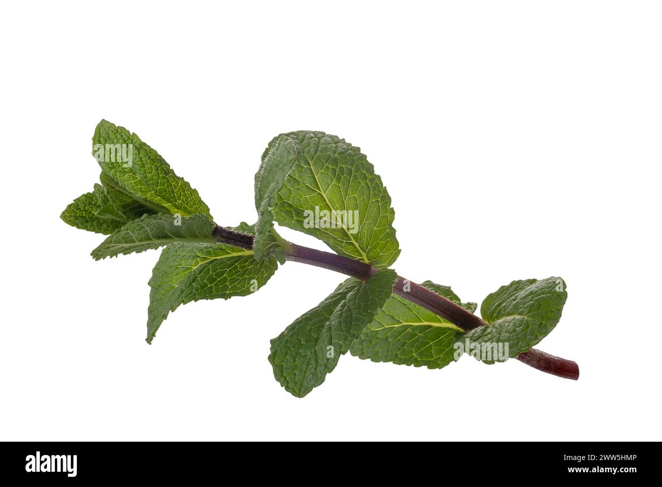 Minzzweig (Mentha) mit grünen Blättern isoliert auf weiß mit Schnittpfad enthalten Stockfoto