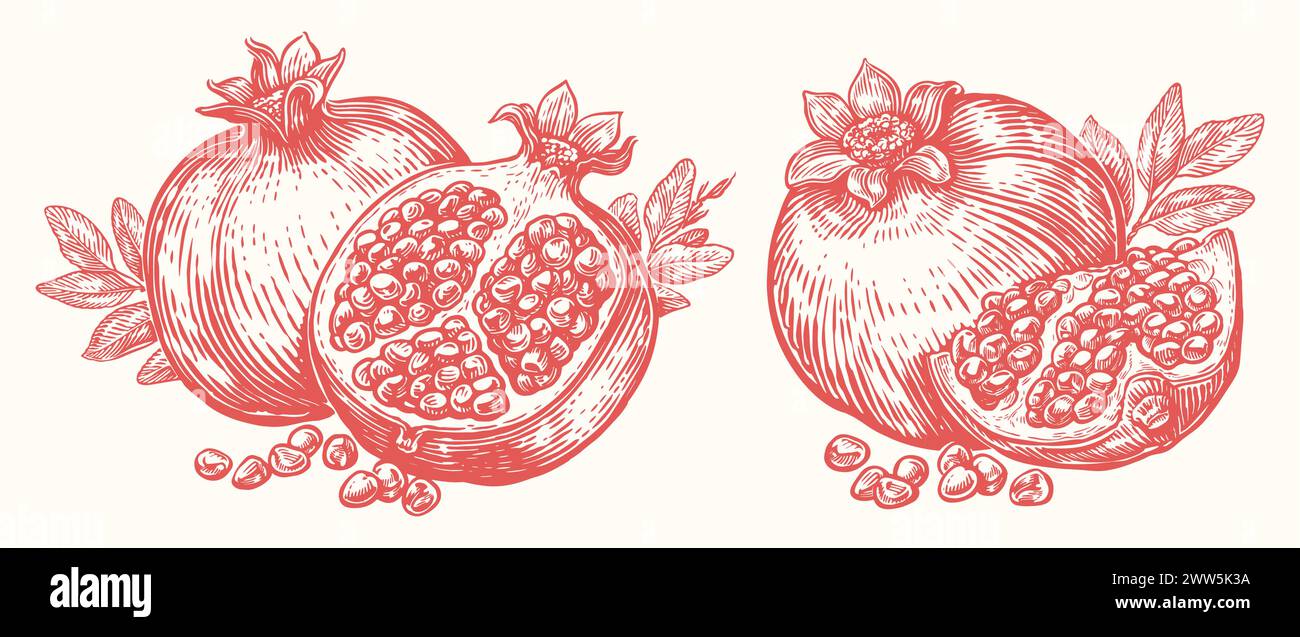 Gesunder reifer Granatapfel mit Blättern. Frisches tropisches Obst. Handgezeichnete Vektorgrafik Stock Vektor