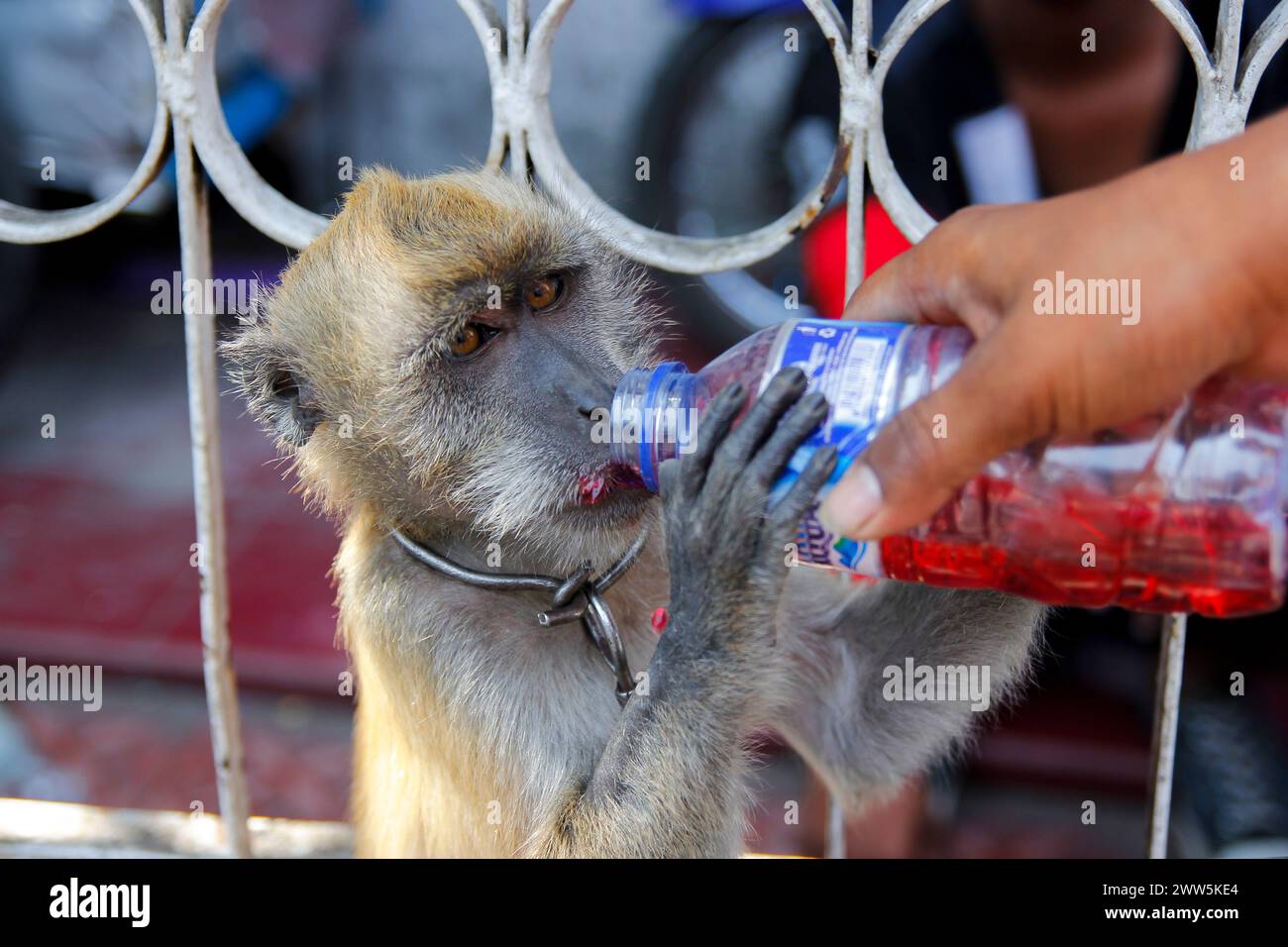 Der Affenmasken-Busker gibt dem Langschwanzaffen (Macaca fascicularis), dessen Haustier, Trinkwasser. Stockfoto