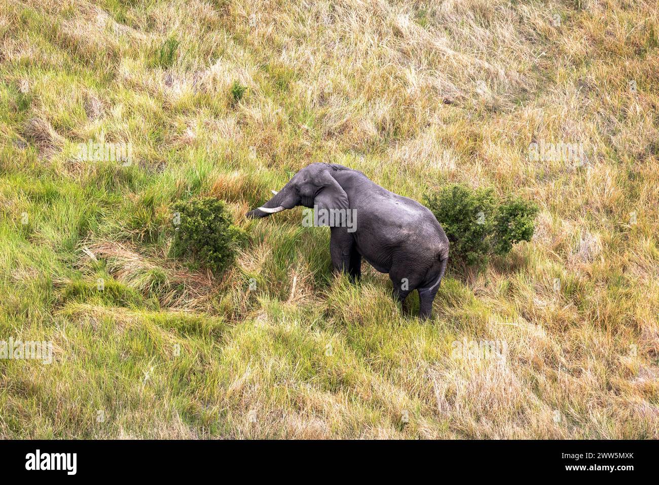Luftaufnahme eines Elefanten im Okavango-Delta, Botswana Stockfoto