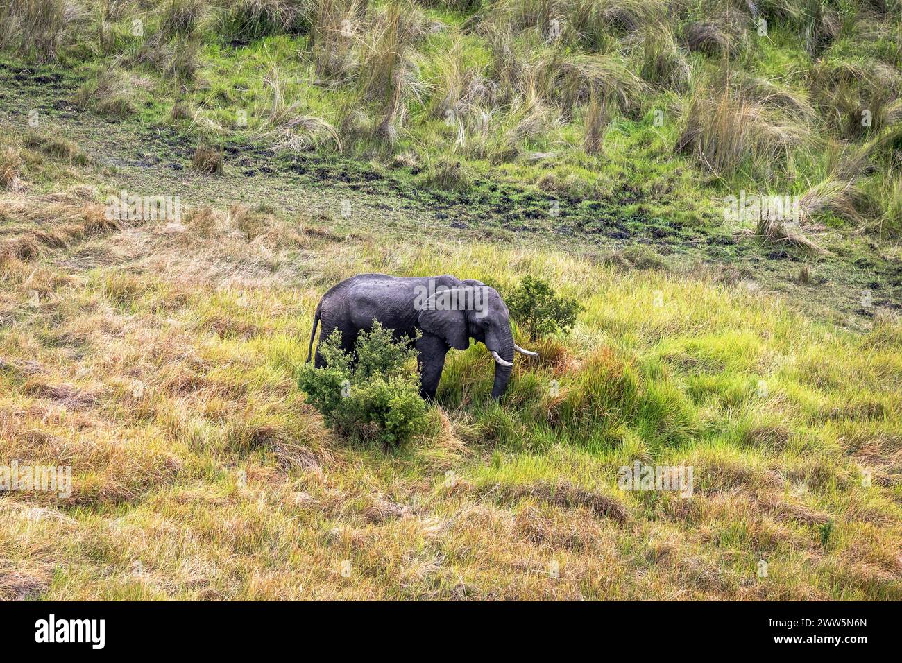 Luftaufnahme eines Elefanten im Okavango-Delta, Botswana Stockfoto