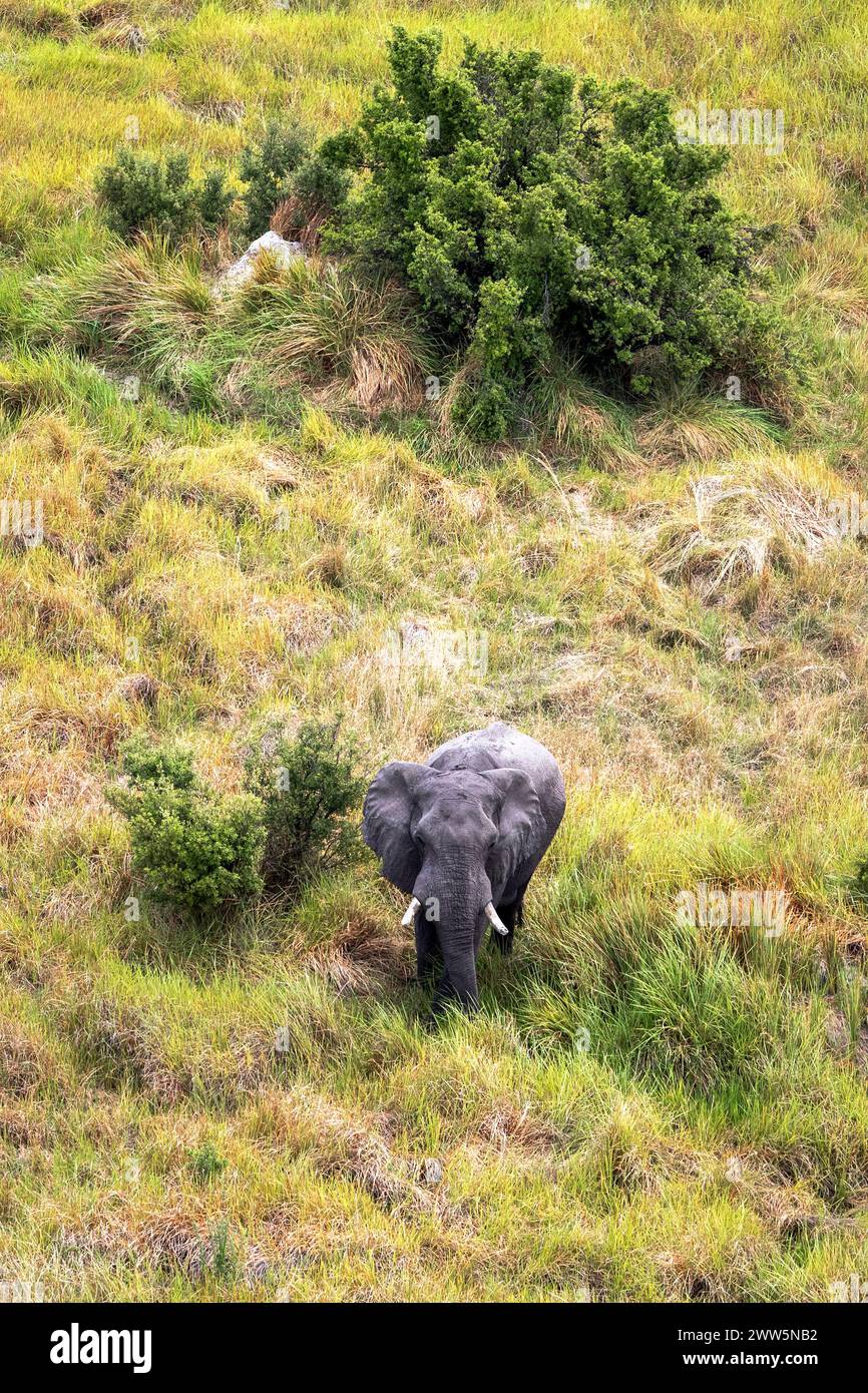 Luftaufnahme eines Elefanten im Okavango-Delta, Botswana Stockfoto