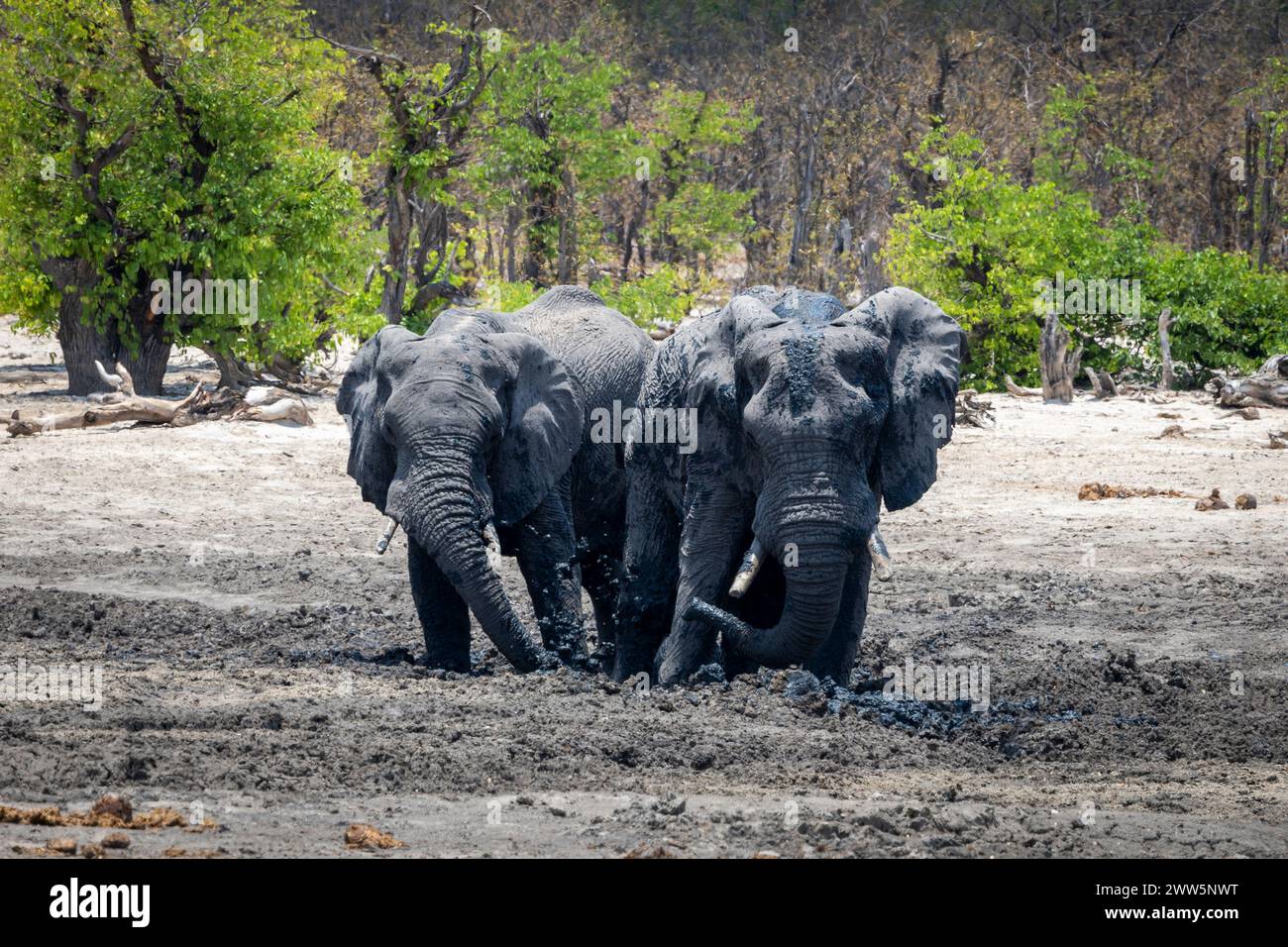 Elefanten stampfen im Schlamm in Botswana, Afrika Stockfoto