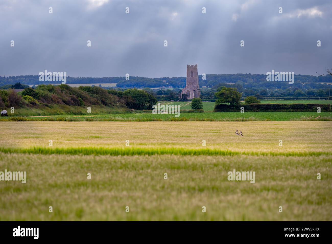 All Saints Chuch, Walcott, North Norfolk, Blick über die Felder im Frühling Stockfoto