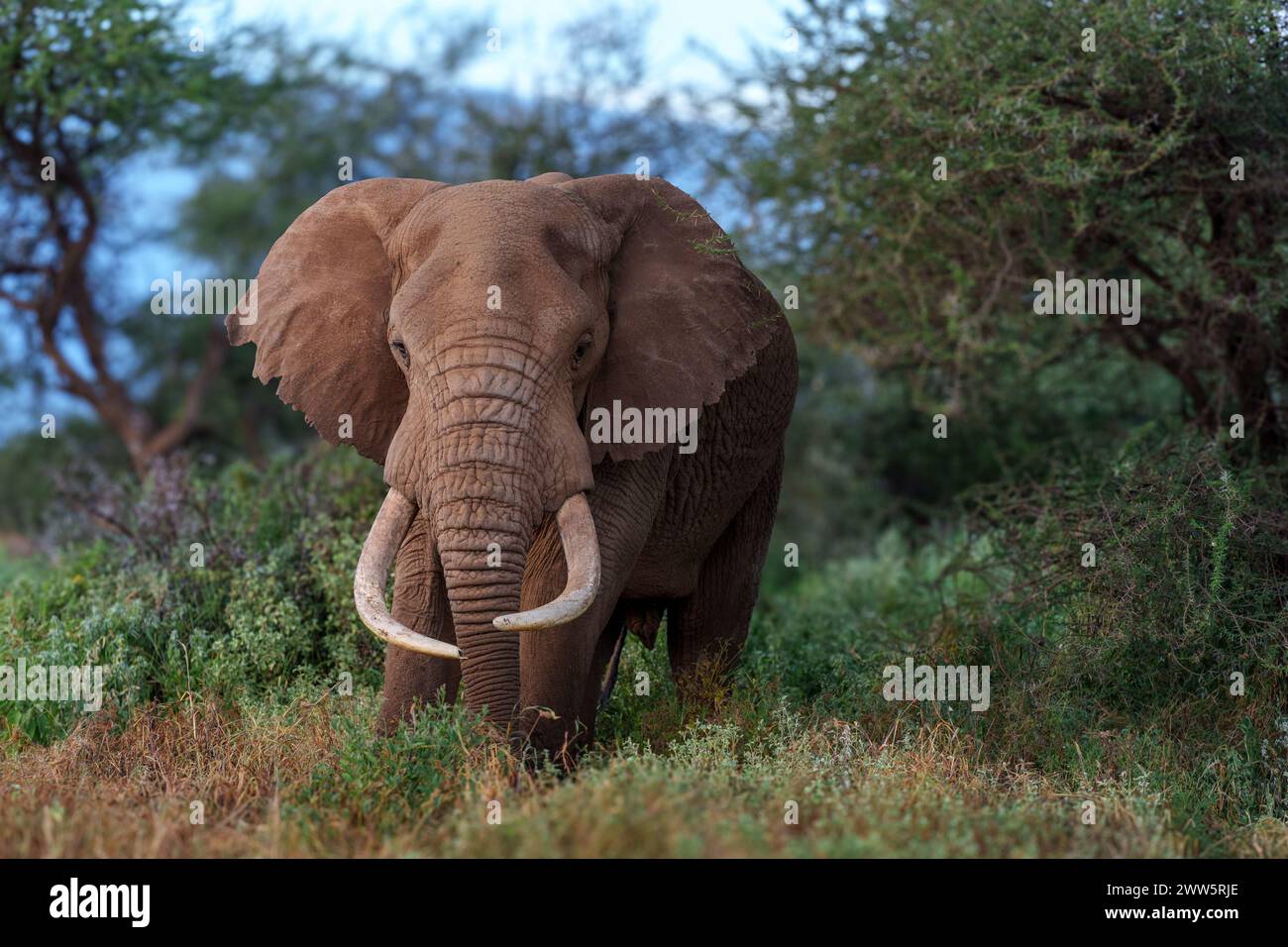 Nahaufnahme von Craig, einem der wenigen verbliebenen Supertusker-Elefanten in der Nähe des Amboseli Nationalparks. Stockfoto
