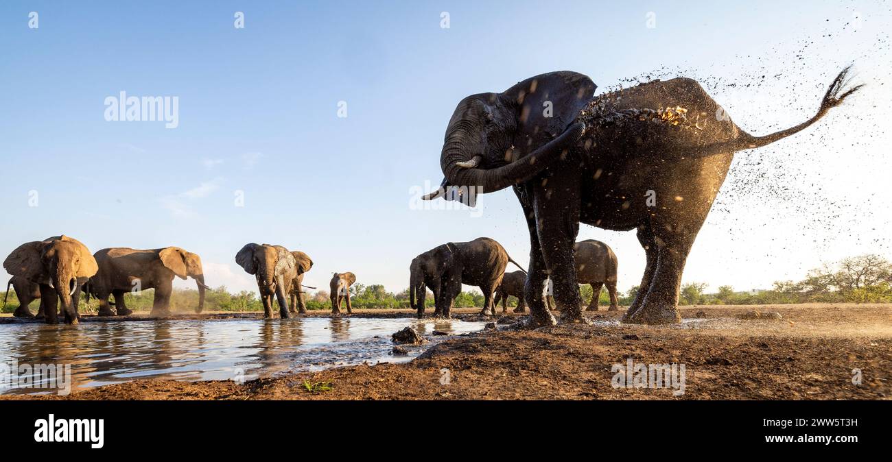 Elefanten in einem Wasserloch in Botswana Stockfoto