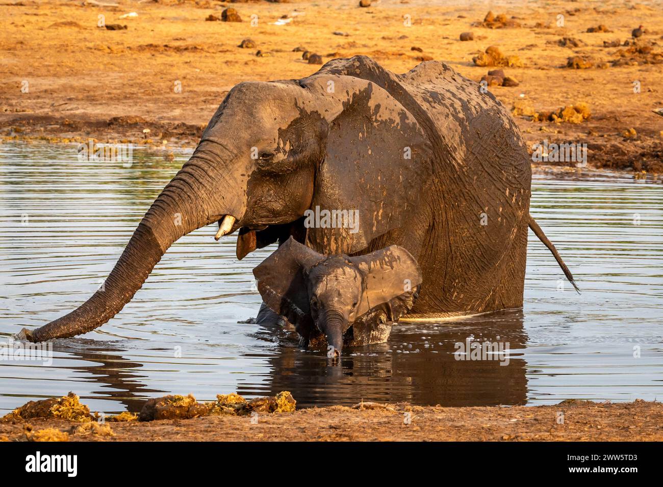 Elefantenfamilie in einem Wasserloch in Botswana Stockfoto