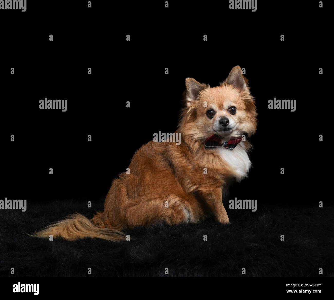 Chihuahua mit Fliege posiert im Studio Stockfoto