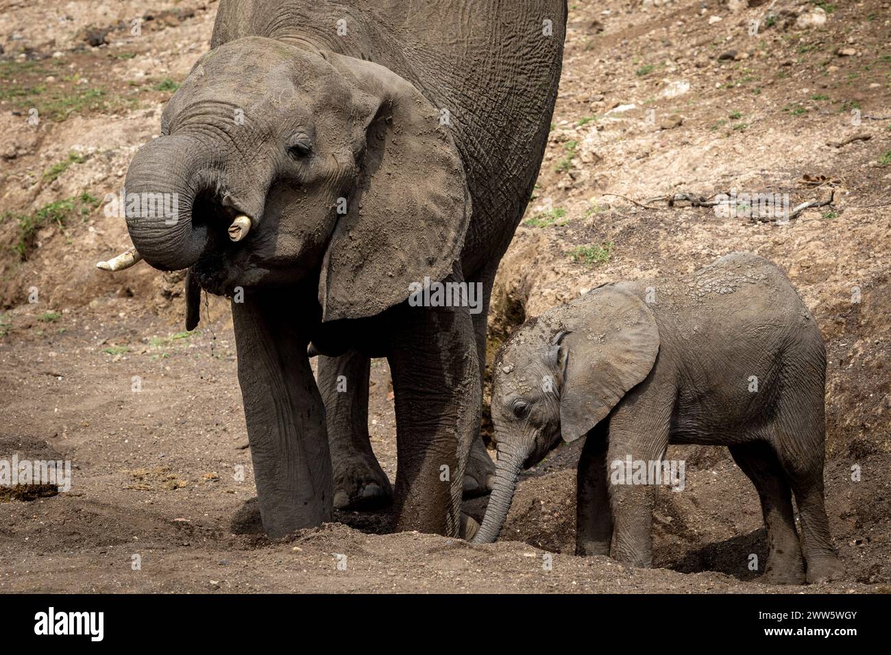 Elefantenfamilie, einschließlich sehr junges Kalb in einem trockenen Wasserloch in Botswana, Afrika Stockfoto