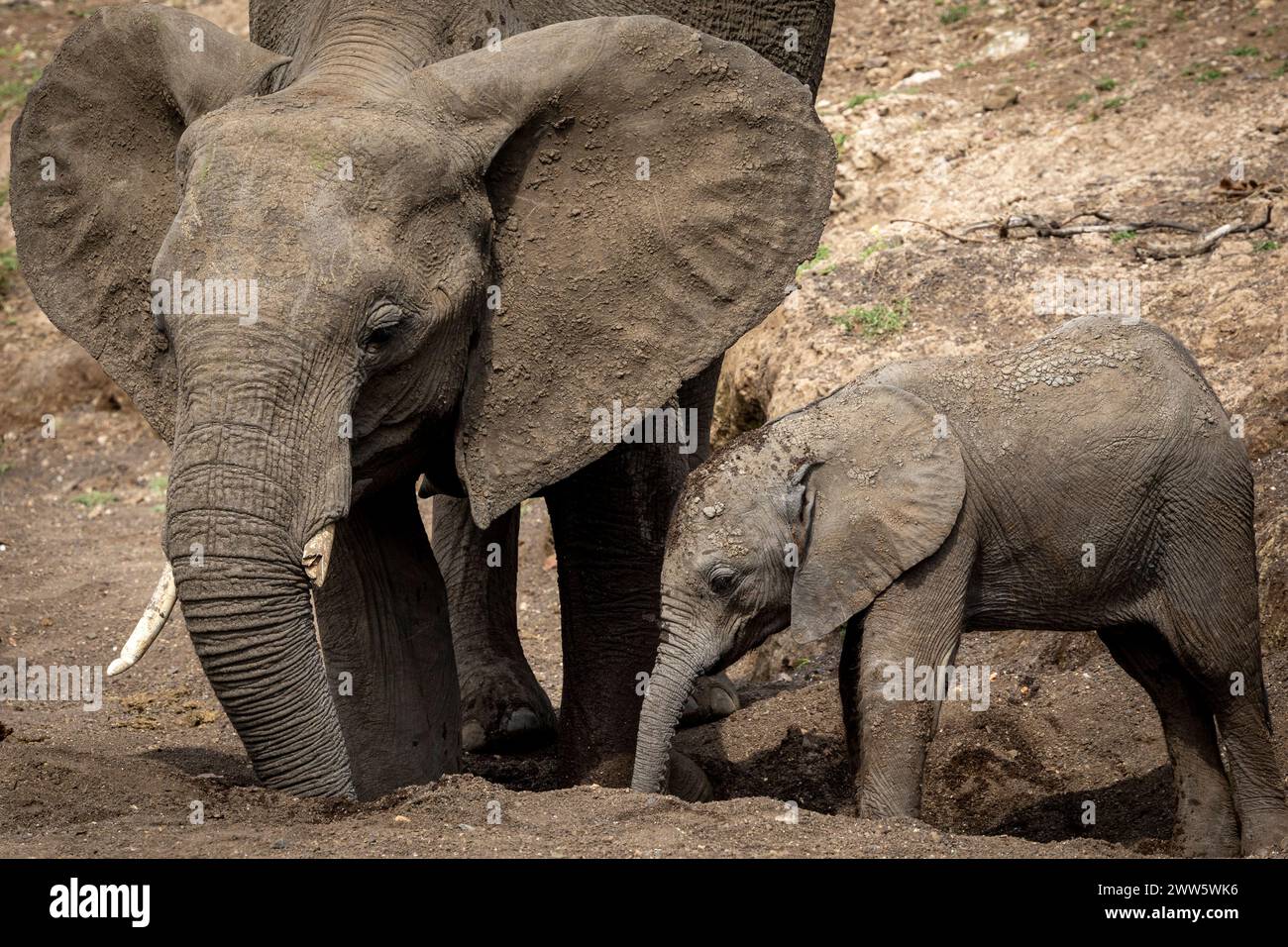 Elefantenfamilie, einschließlich sehr junges Kalb in einem trockenen Wasserloch in Botswana, Afrika Stockfoto