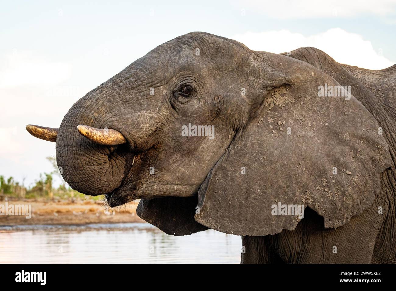 Elefant an einem Wasserloch in Botswana Stockfoto