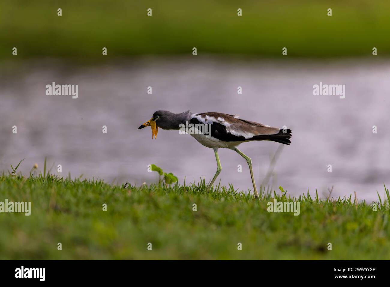 Weiß gekrönter Lapwing, Chobe-Nationalpark, Botswana Stockfoto