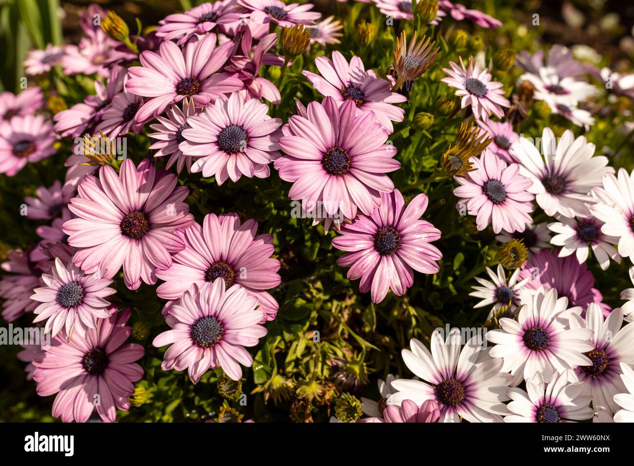 Viele Lila Rosa Und Weiße Osteospermum Flower Outdoor, African Daisy Oder Sunny Xena Mit Grünen Blättern. Blühender Evergreen Garden. Flora und Landschaft Stockfoto