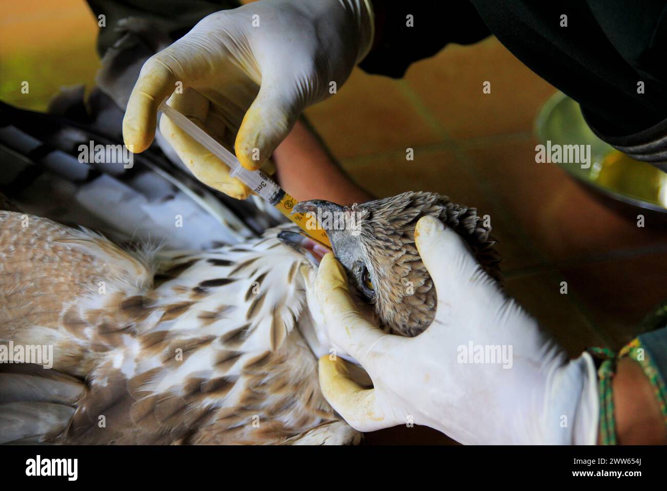 Hawk Eagle oder Spizaetus cirrhatus (Nisaetus cirrhatus) erhält Nahrung, um ihren Gesundheitszustand im Wildlife Rescue Center wiederherzustellen. Stockfoto