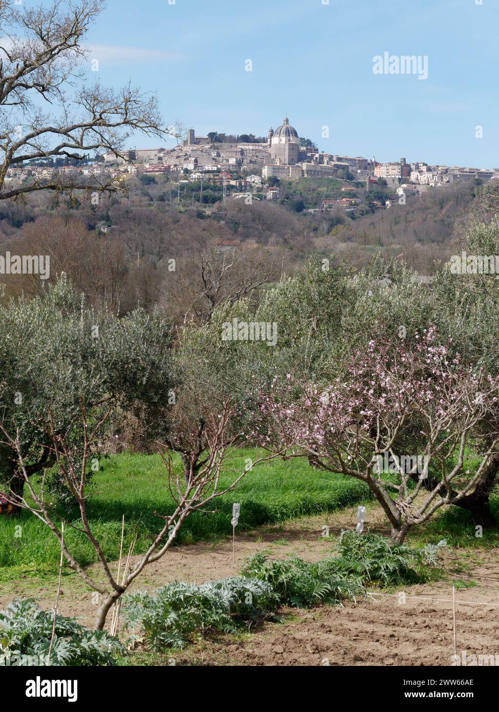 Die Kathedrale von Montefiascone oder die Basilika Santa Margherita, von einem Gemüsegrundstück in einem privaten Garten aus gesehen, Region Latium, Italien. März 2024 Stockfoto