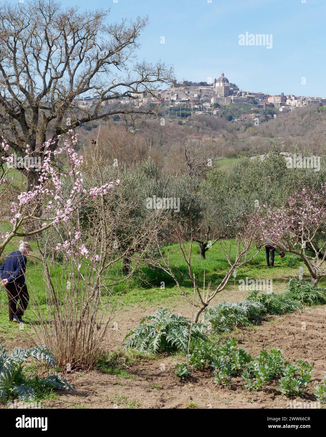 Kathedrale von Montefiascone oder die Basilika Santa Margherita aus einem privaten Garten mit einem Senioren, Region Latium, Italien. März 2024 Stockfoto