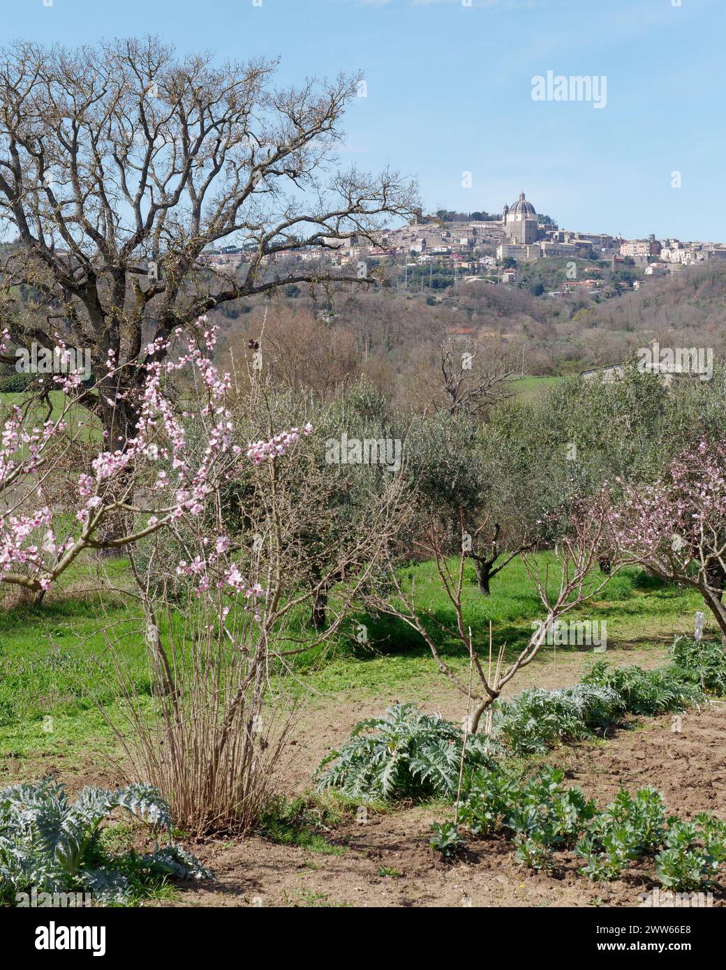 Die Kathedrale von Montefiascone oder die Basilika Santa Margherita, von einem Gemüsegrundstück in einem privaten Garten aus gesehen, Region Latium, Italien. März 2024 Stockfoto