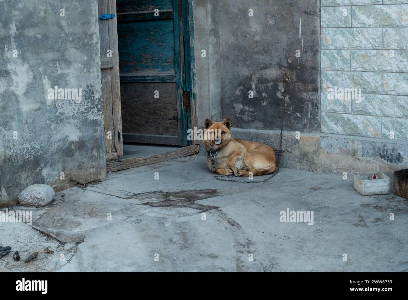 Ein geketteter Wachhund in einem Haus eines chinesischen Bauern in der Provinz Hebei, China. Stockfoto