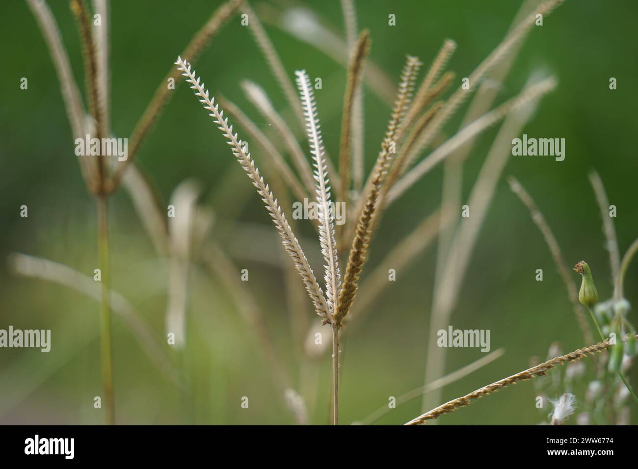 Eleusine indica (indisches Gänsegras, Hofgras, gänsegras, wiregrass, Krähenfußgras, Lulangan). Diese Pflanze ist eine Grasart aus der Familie Poac Stockfoto