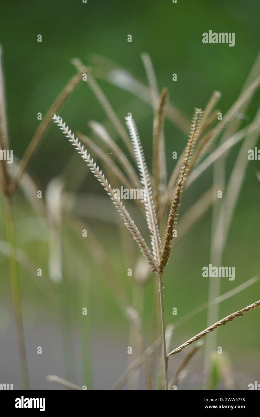 Eleusine indica (indisches Gänsegras, Hofgras, gänsegras, wiregrass, Krähenfußgras, Lulangan). Diese Pflanze ist eine Grasart aus der Familie Poac Stockfoto