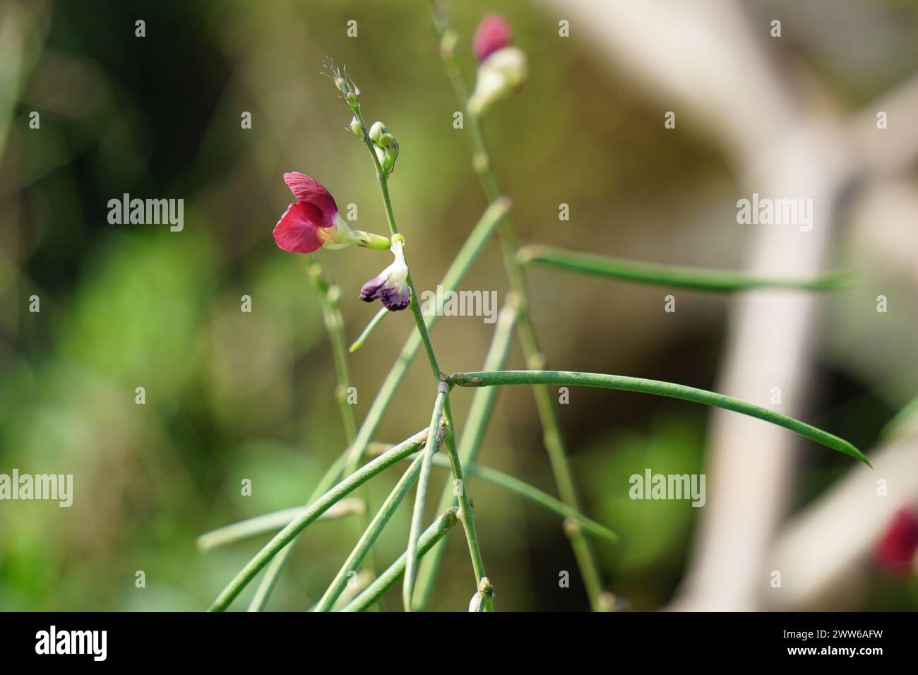 Die Blüte von Macroptilium lathyroides (auch bekannt als Phasebohne). Die Pflanze breitet sich unter feuchten Bedingungen leicht vom Samen aus Stockfoto