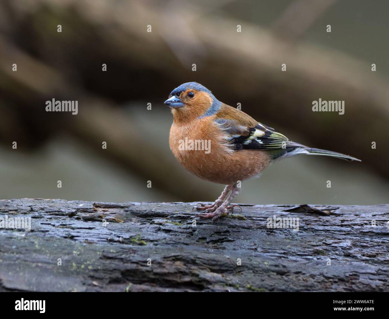 Ein Chaffinch-Vogel, der auf einem Baumzweig auf einem Stamm liegt Stockfoto