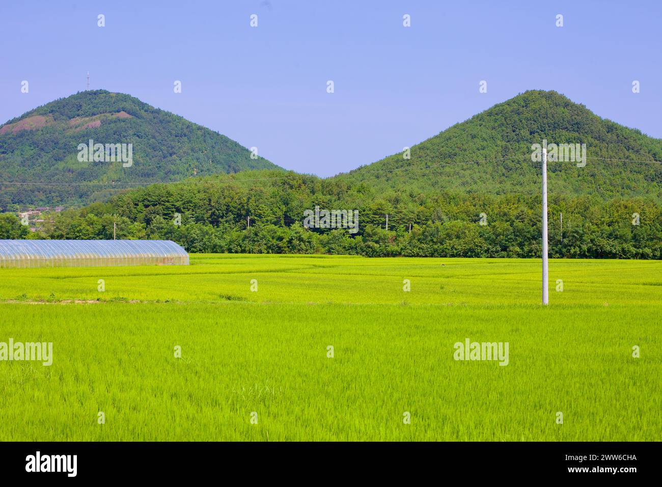 Goseong County, Südkorea - 30. Juli 2019: Reife grüne Reisfelder erstrecken sich nach vorne, mit zwei konisch geformten grünen Bergen Stockfoto