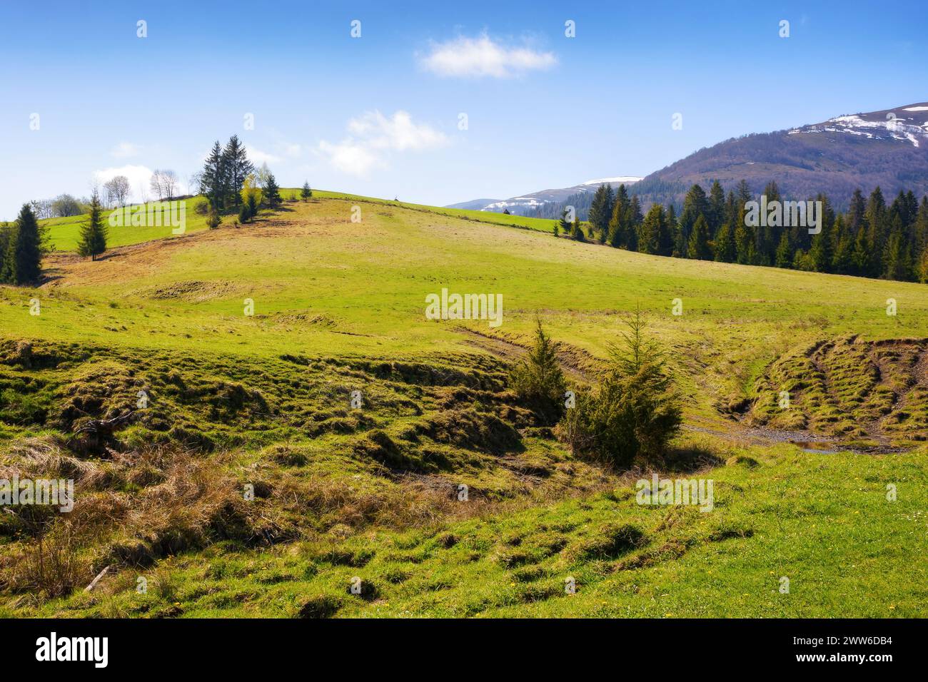 Malerische Landschaft mit grasbewachsenen Hügeln, Bäumen und Bergen im Frühling. karpaten ländliche Landschaft im Frühling Stockfoto