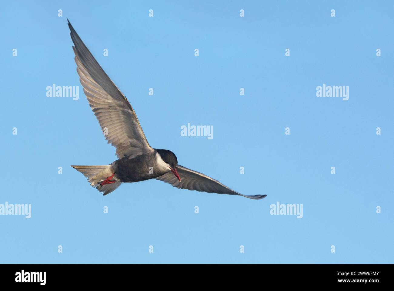 Whiskered Seeschwalbe (Chlidonias hybrida) schweben am frühen blauen Himmel auf der Suche nach Nahrung mit breiten gespreizten Flügeln Stockfoto