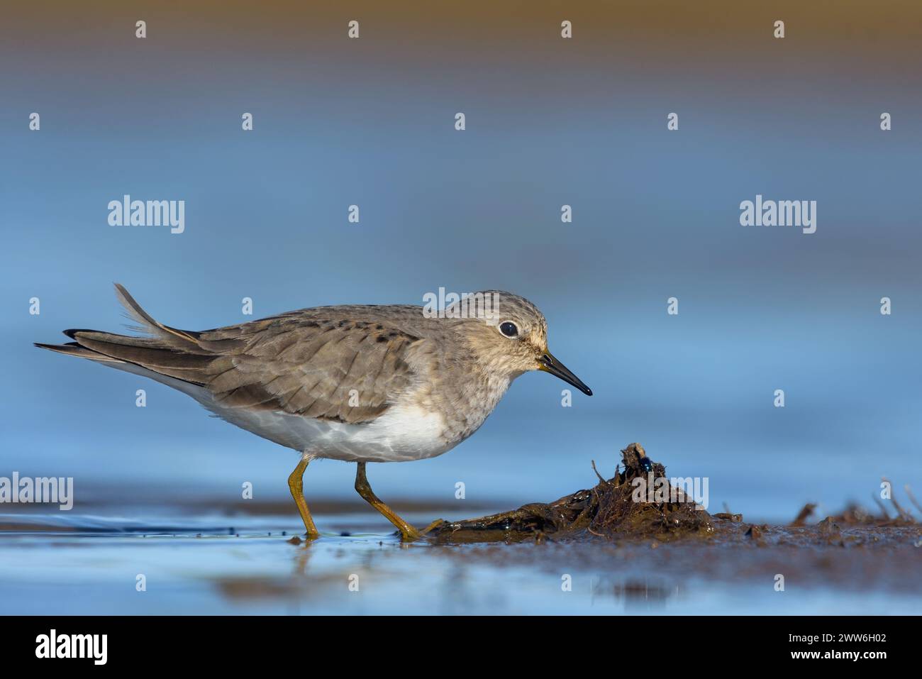 Der erwachsene Temminck-Stint (Calidris temminckii) posiert in der Nähe einer kleinen Insel im flachen blauen Wasser des Sees in der Frühlingssaison Stockfoto