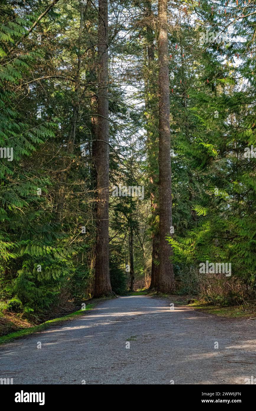 Ein kleiner Pfad im Wald, der durch zwei Bäume führt Stockfoto