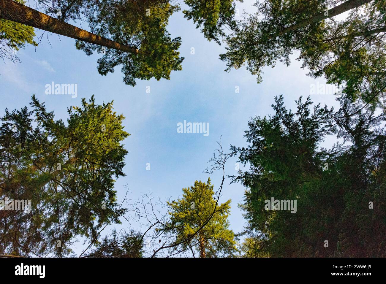 Blauer Himmel zwischen Bäumen im Wald Stockfoto