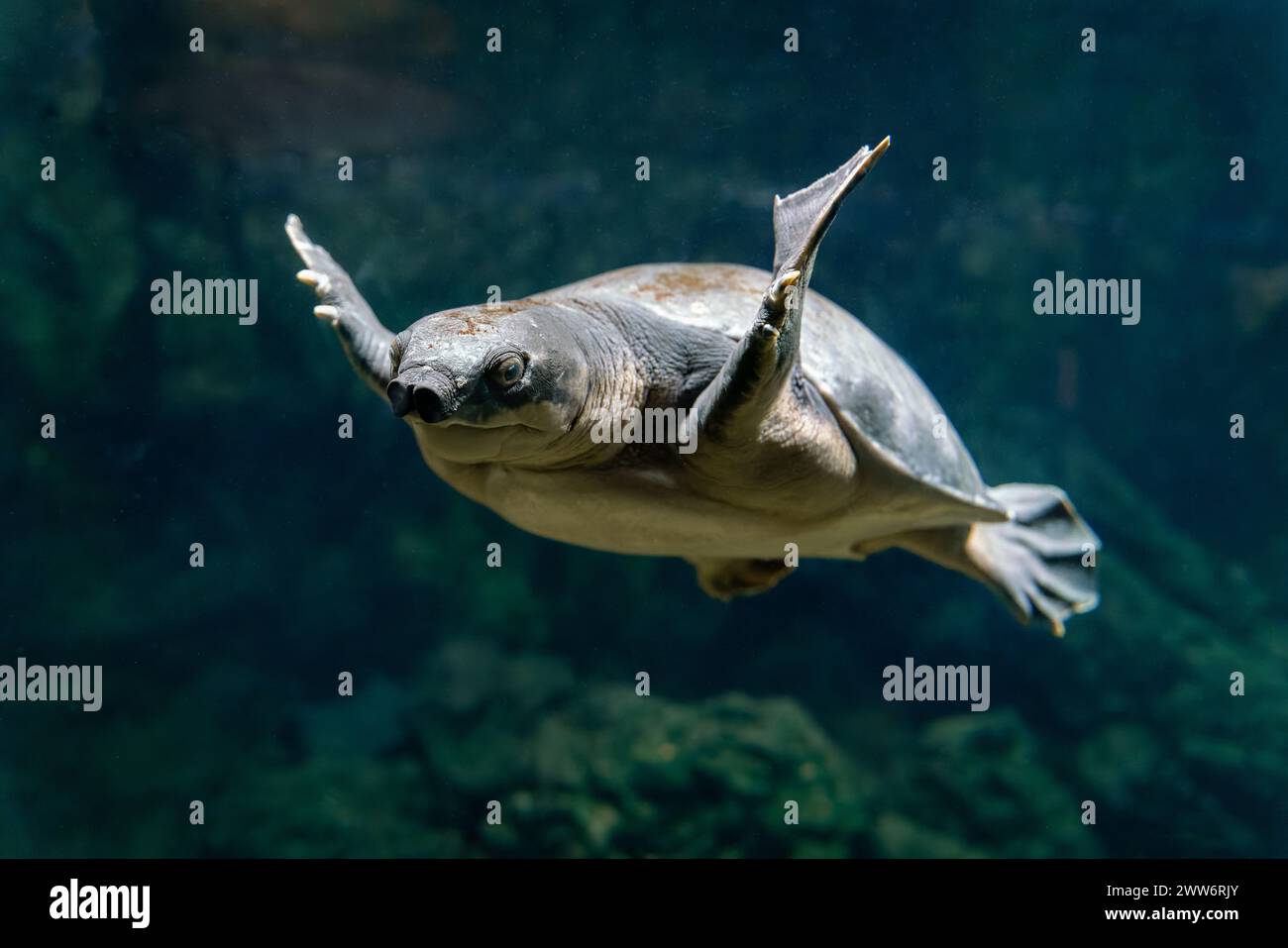 Schweinsnasen-Schildkrötenschwimmen - Carettochelys insculpta Stockfoto