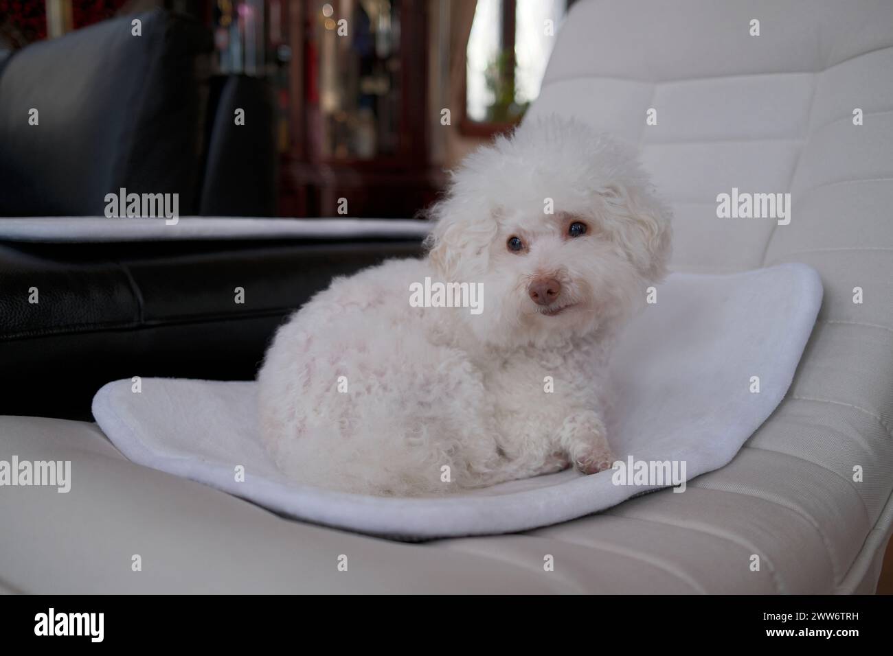 Ein weißer Pudelhund auf einem Stuhl, der mit einer Decke bedeckt ist Stockfoto