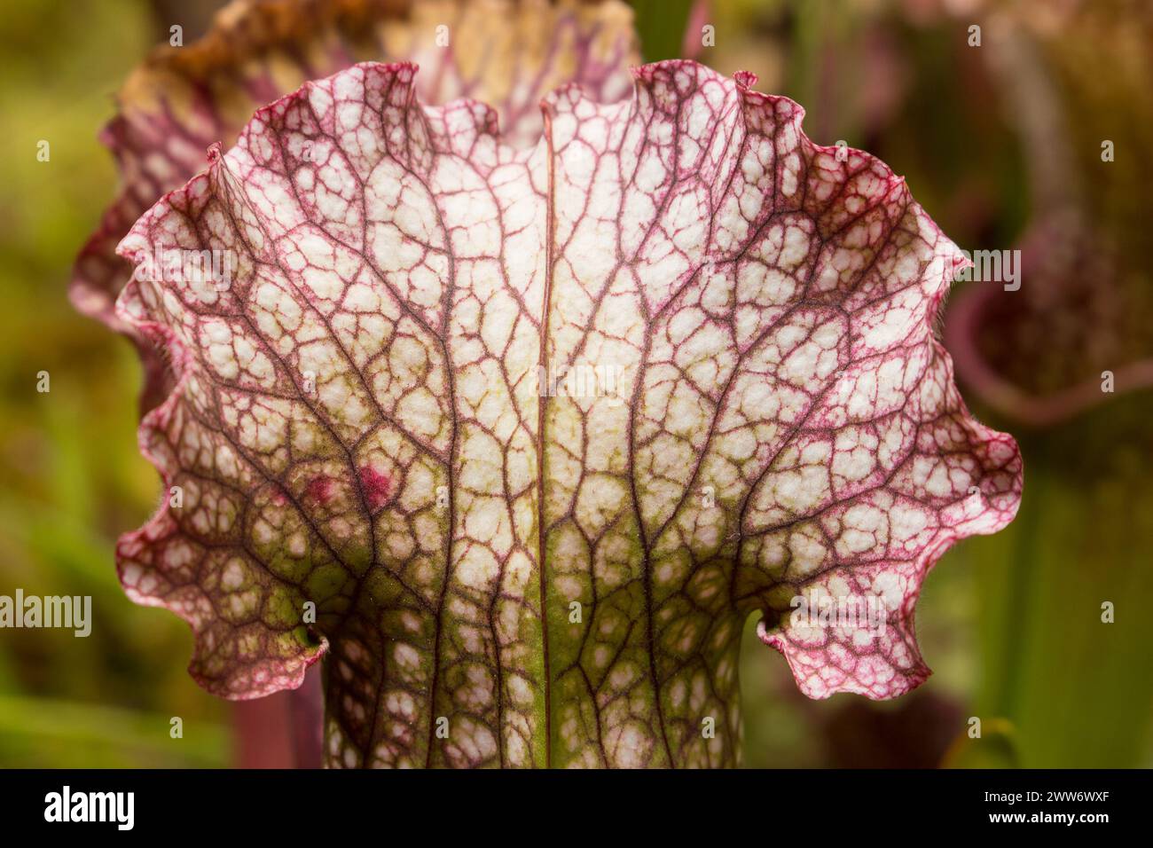 Schöne fleischfressende rote und grüne Kannenpflanzen. Sarracenia ist eine Gattung fleischfressender Pflanzen. Die Blätter der Pflanze haben sich zu einem Trichterschacht entwickelt Stockfoto