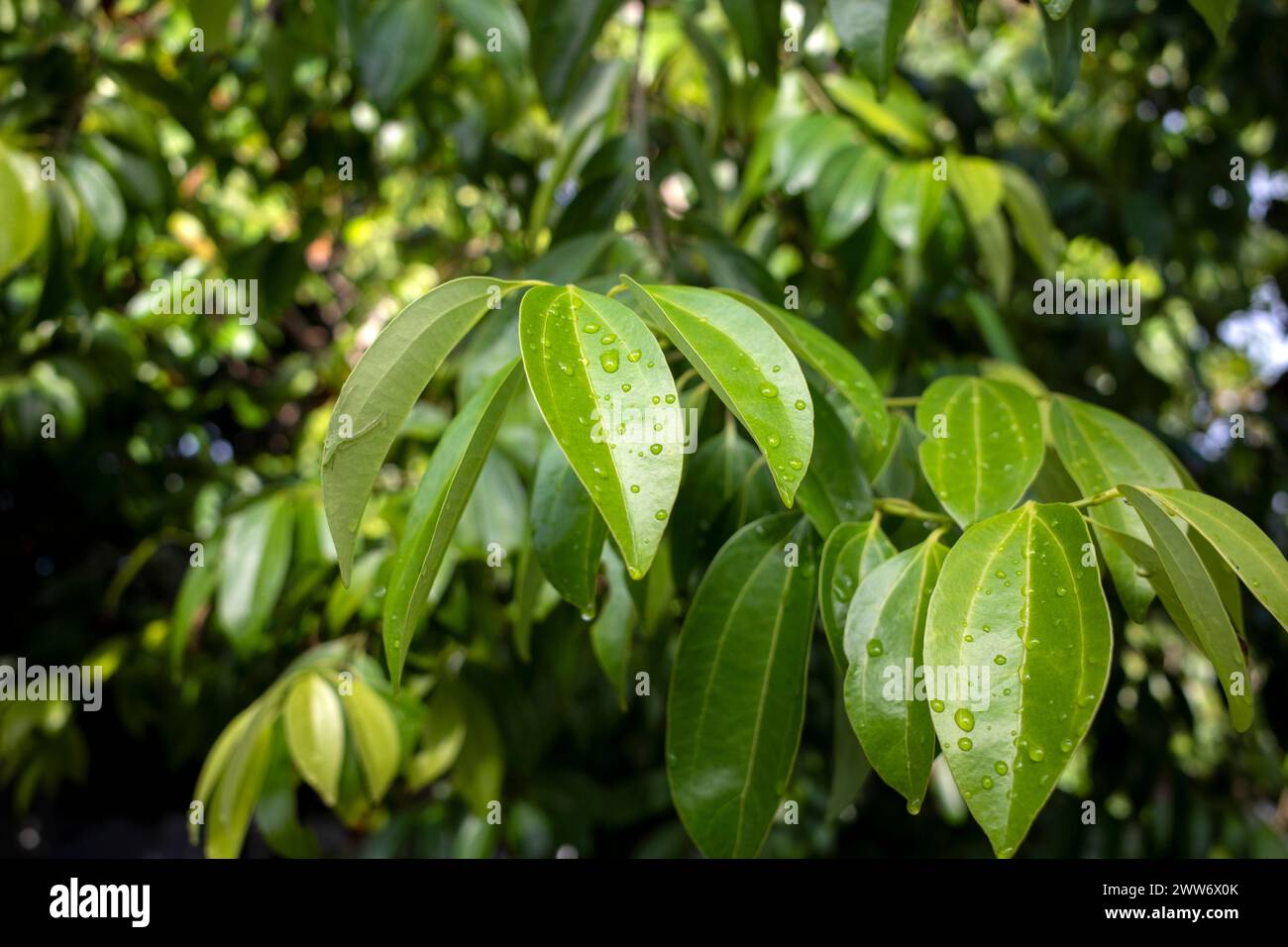 Daun Kayu Manis, Zimtbaum Cinnamomum zeylanicum grüne Blätter mit Wasserspritzer. Stockfoto