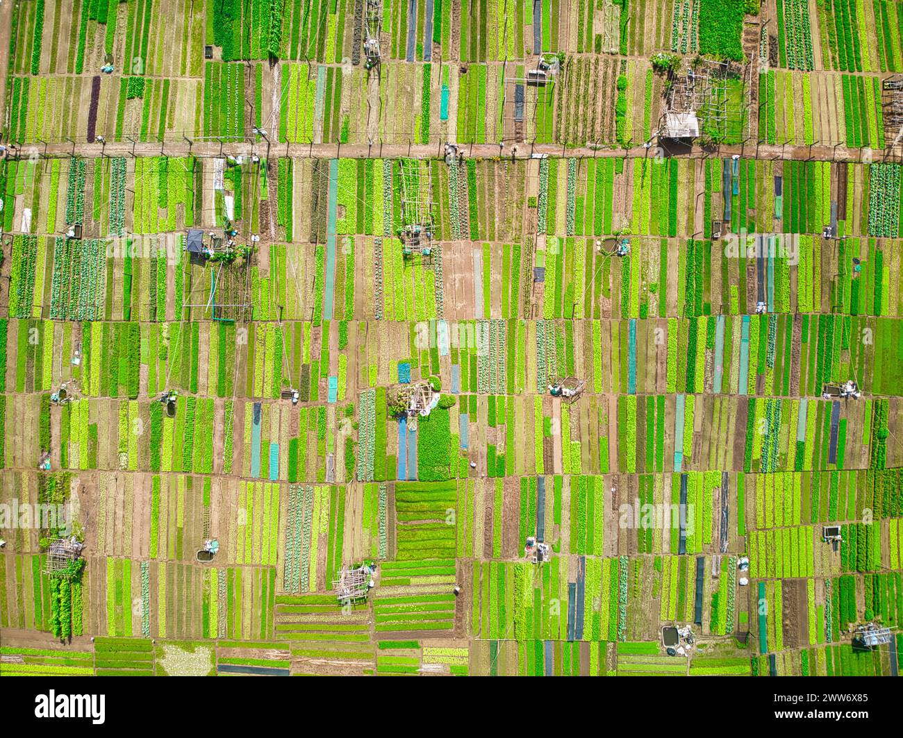Ein Blick aus der Vogelperspektive: Die üppigen Felder und Bauernhöfe des Tra Que Organic Vegetable Village aus den Heavenly Heights bieten einen ruhigen Blick Stockfoto