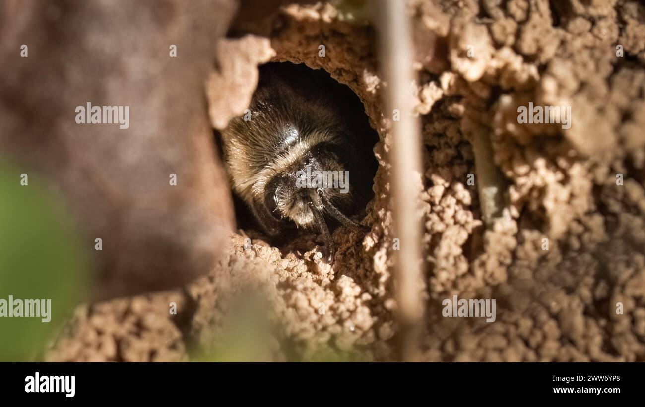 Eine Colletes Cellophane Polyester-Biene, die aus ihrer unterirdischen Höhle blickt, um sicherzustellen, dass sie sicher hervorkommt. Long Island, New York, USA Stockfoto