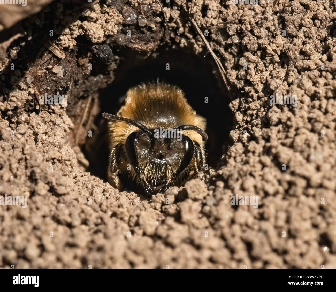 Eine seltene Sichtung einer Colletes Cellophane Polyester-Biene, die aus ihrem unterirdischen Nest gräbt und zum ersten Mal auftaucht. Long Island, New York Stockfoto