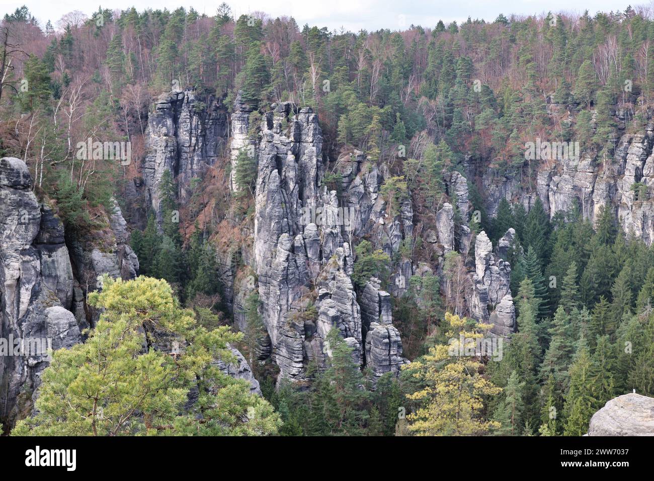 Die massiven Felsformationen umgeben von üppigen Bäumen. Bastei, Nationalpark Sächsische Schweiz Stockfoto