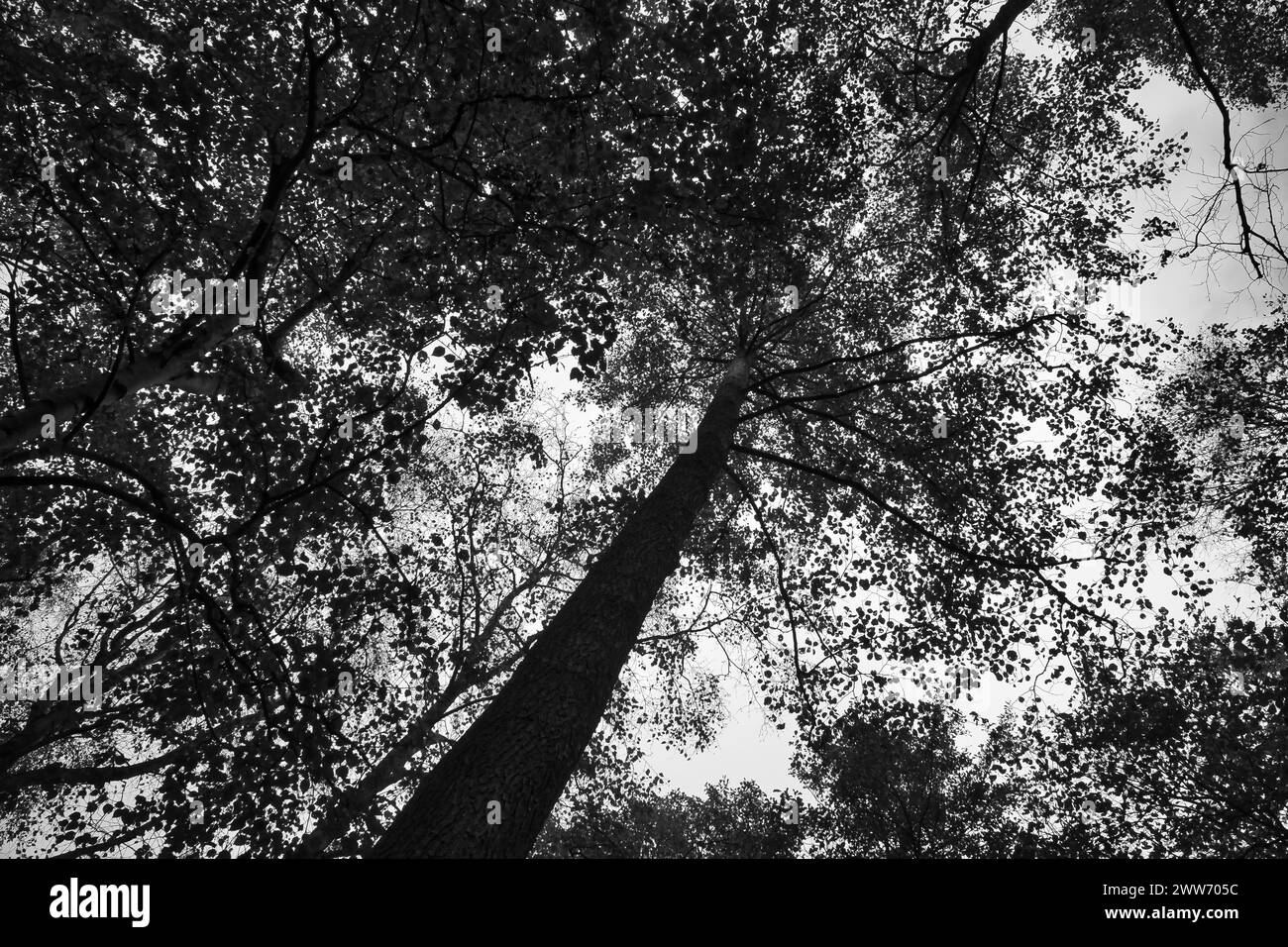 Blick in die Krone eines Laubbaums im Wald. Nach oben entlang des Rumpfes. Naturaufnahmen Stockfoto