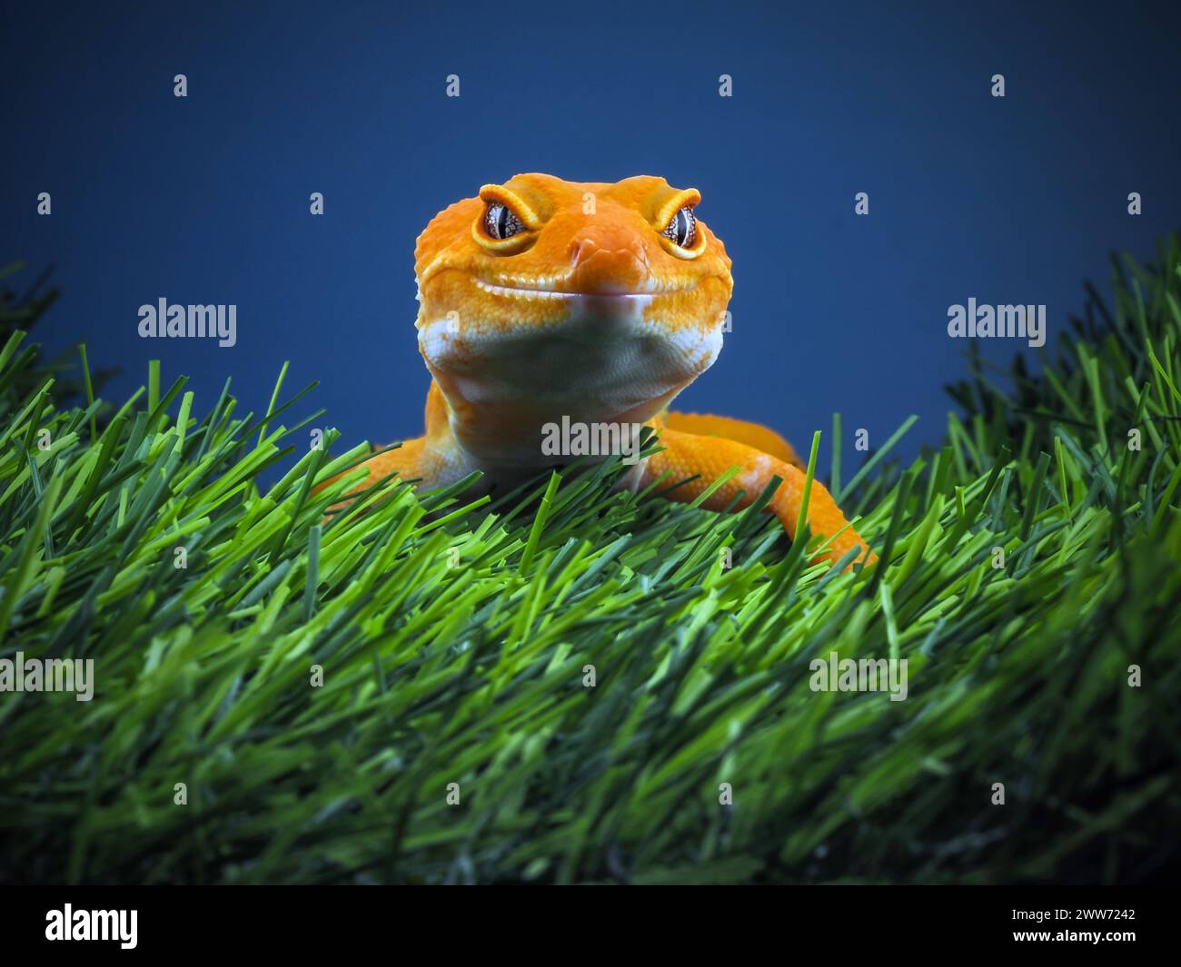 Reptiliengecko ist auf Gras gelbfleckig Stockfoto