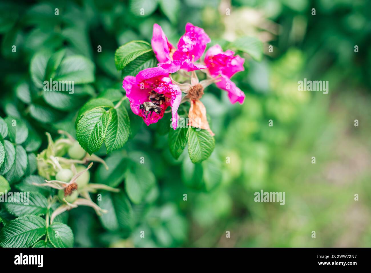 Leuchtend rosa Blume mit Hummel Landung Stockfoto