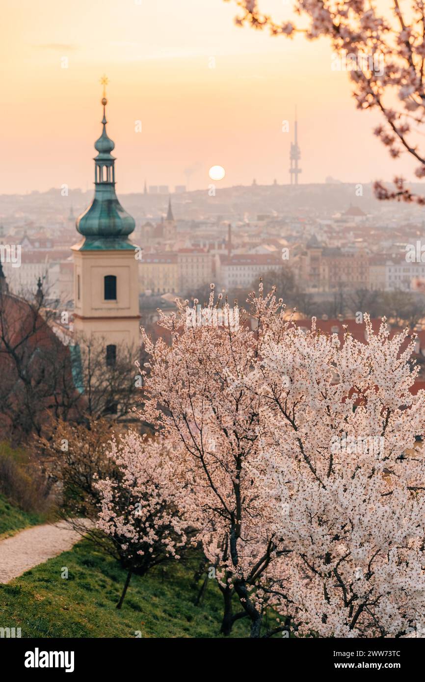 Weiße blühende Äste und rote Dächer bei Sonnenaufgang in Prag Stockfoto