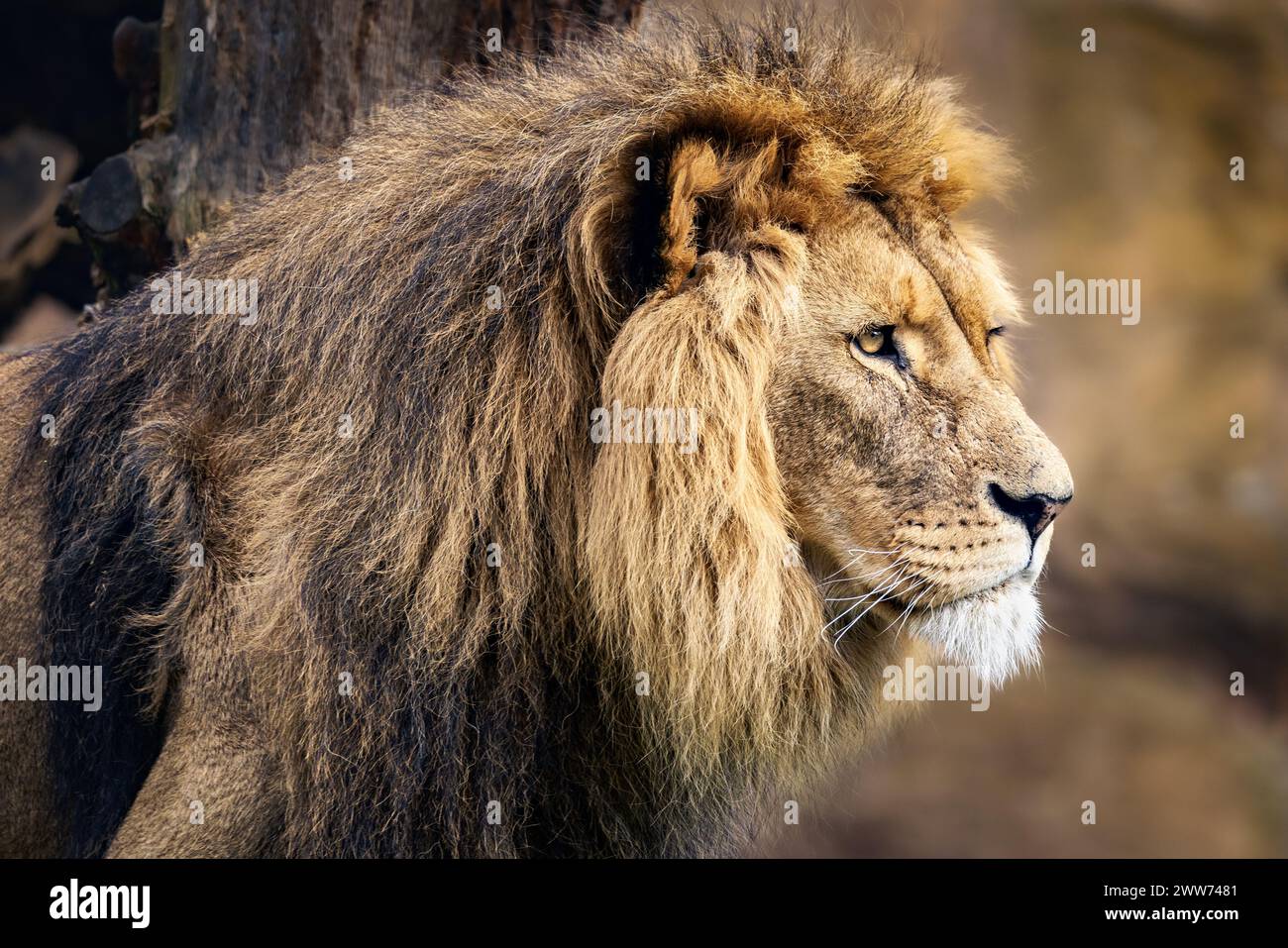 Nahaufnahme eines Löwen, der in die Ferne blickt Stockfoto