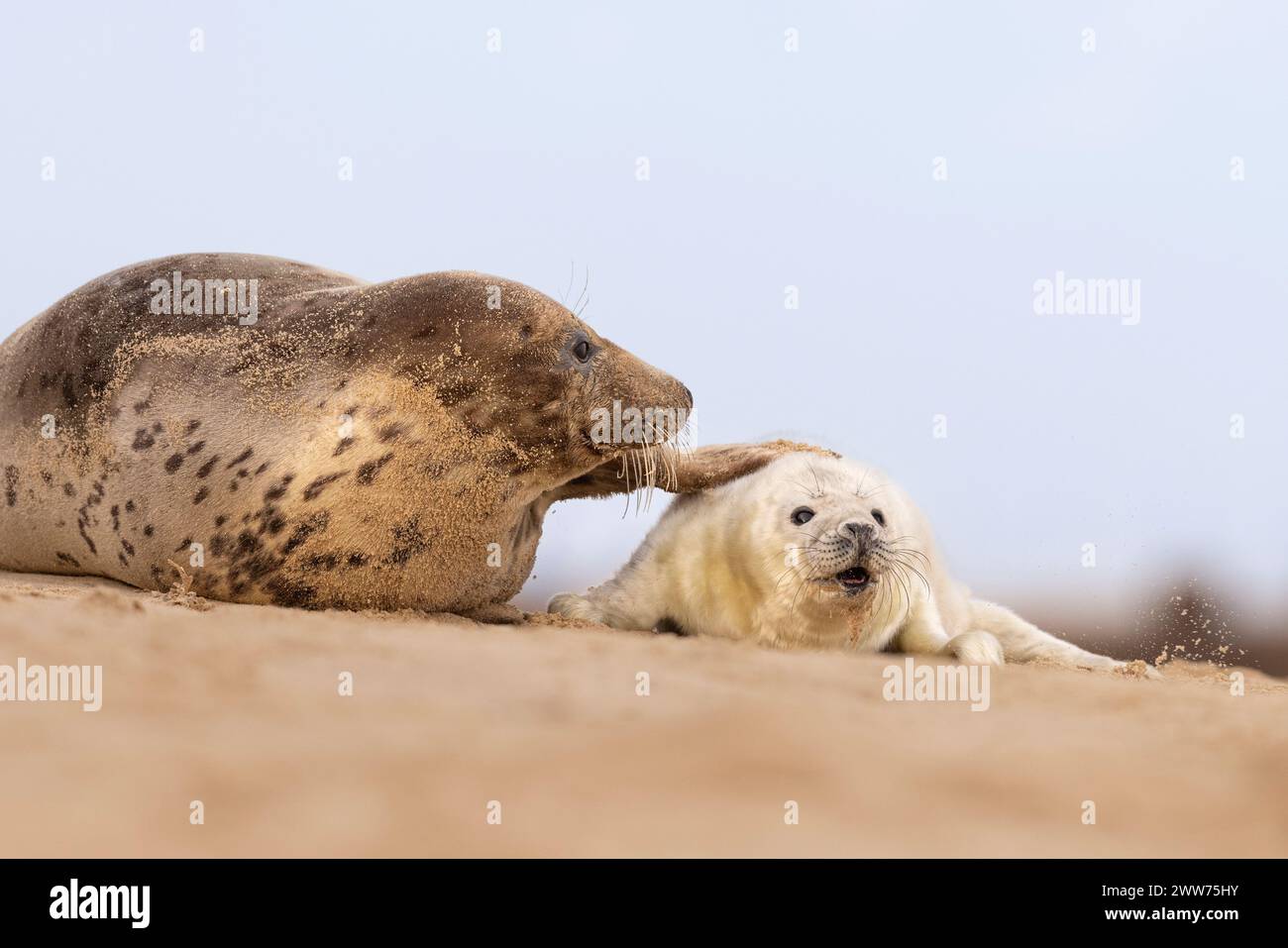 Ein Grey Seal Welpe und Mutter am Strand in Norfolk, Großbritannien. Stockfoto
