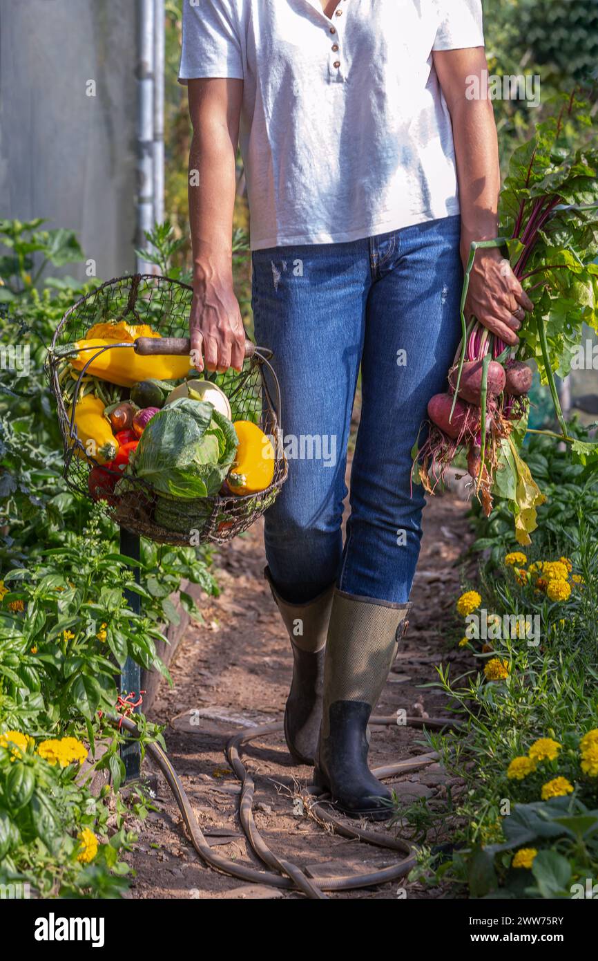 Vertikale Nahaufnahme eines Korbs mit Bio-Gemüse, der im Gewächshaus läuft. Stockfoto