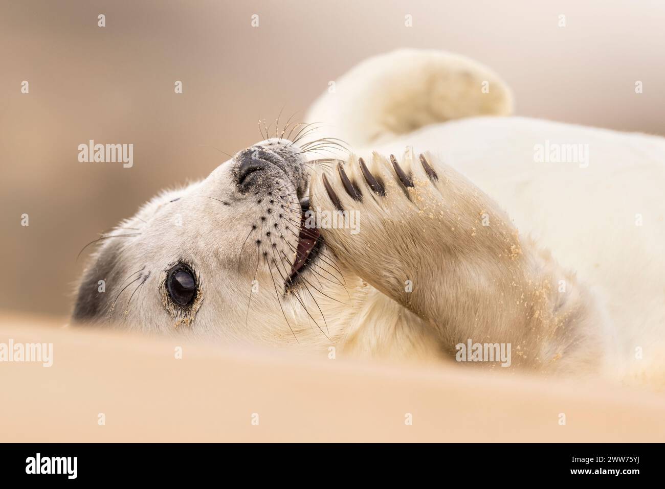Ein entzückender junger, grauer Robbenjungtier Stockfoto