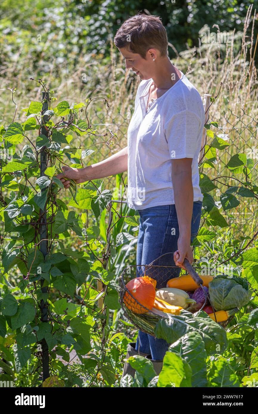 Grüne Bohnen pflücken, einen Korb mit Gemüse in der Hand. Stockfoto