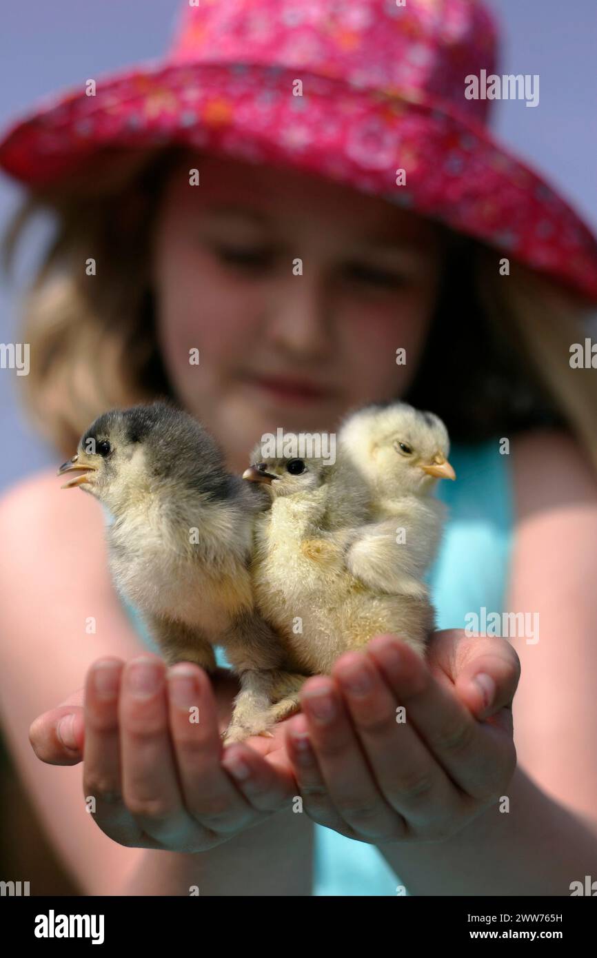 21/04/11. Heidi Leake (8) freut sich, drei Tage alte Cochin-Küken im Blackbrook Zoological Park in der Nähe von Leek, Staffordshire, zu halten... All Rights R Stockfoto